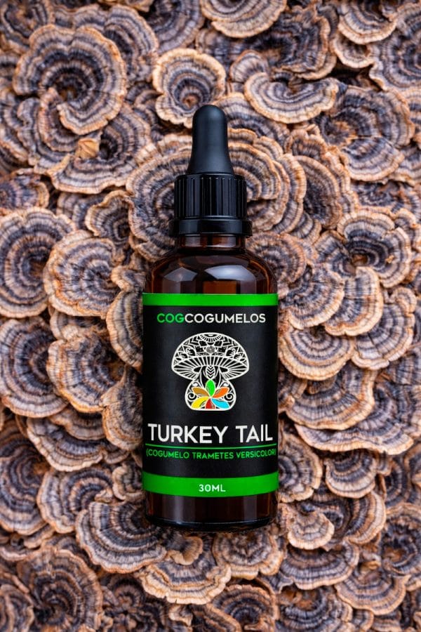 Extrato de Cogumelo Turkey Tail 60ml COG Cogumelos — imagem 3